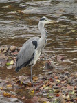 SX10364 Grey Heron (Ardea cinerea) at Blackweir, Cahtays Park, Cardiff.jpg